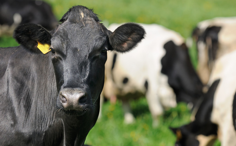 Correct nutrient supply the key to maximising milk from forage