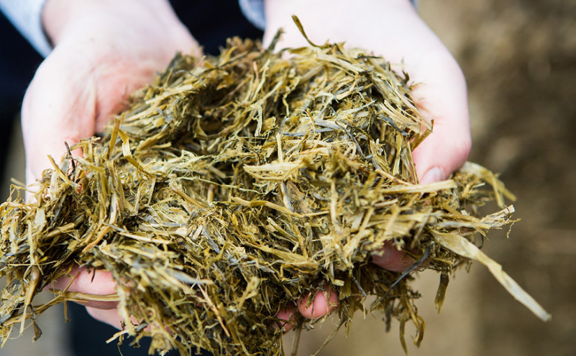 Planning buffer requirements now key to tackling silage shortages