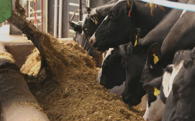 Correct starch choice critical to cow performance this winter