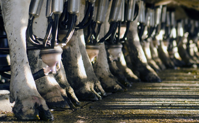 ​Invest in summer feeding or risk loss of yield once cows housed